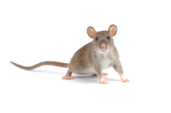 mus musculus