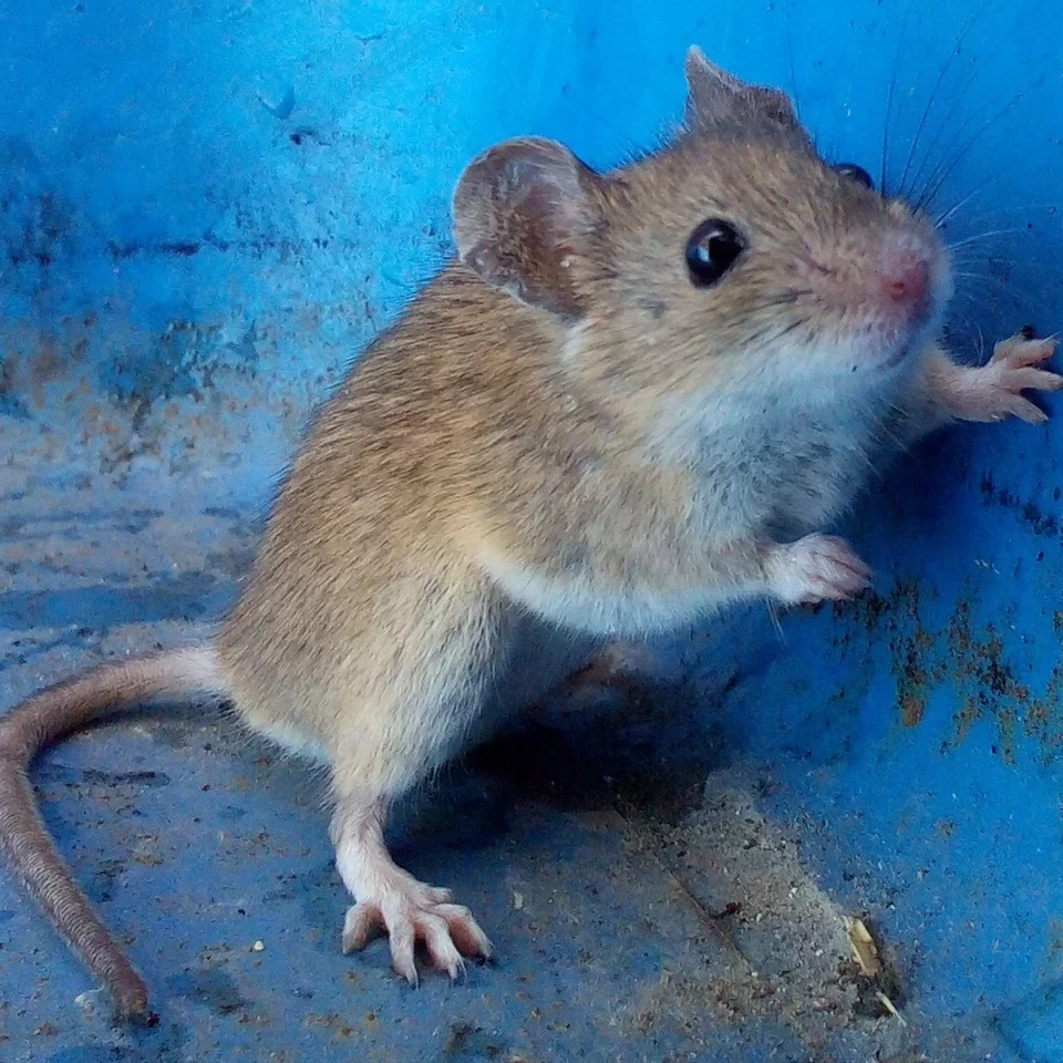 mus musculus raton domestico