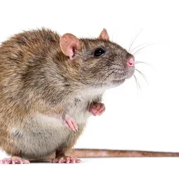 rata de alcantarilla