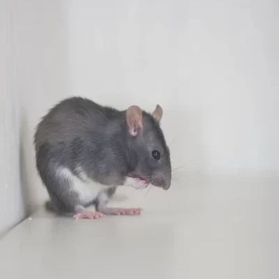 rattus rattus rata de techo